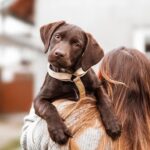 The Ultimate Dog Apparel Measuring Guide
