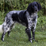 Large Munsterlander