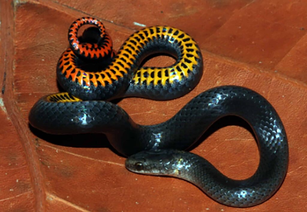 USFWS Lists Two Non-Venomous Florida Snakes As Endangered Species