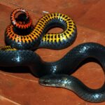 USFWS Lists Two Non-Venomous Florida Snakes As Endangered Species