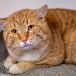 What should cat poop look like?