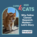 Why Feline Cancer Research Matters- Loki’s Story