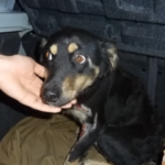 Abused Dog Makes A Miraculous Recovery After Being Beaten And Dragged By A Car