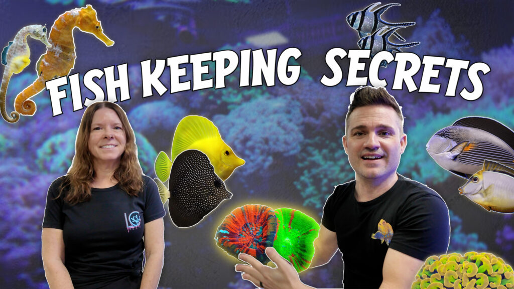 The “Apple Store” of Aquariums: Why the Hype is Real for Lush Corals (Plus Their Reefapalooza Debut!) | Reef Builders