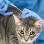 Core Vaccines and the One Health Connection: Protecting Pets, People, and the Planet