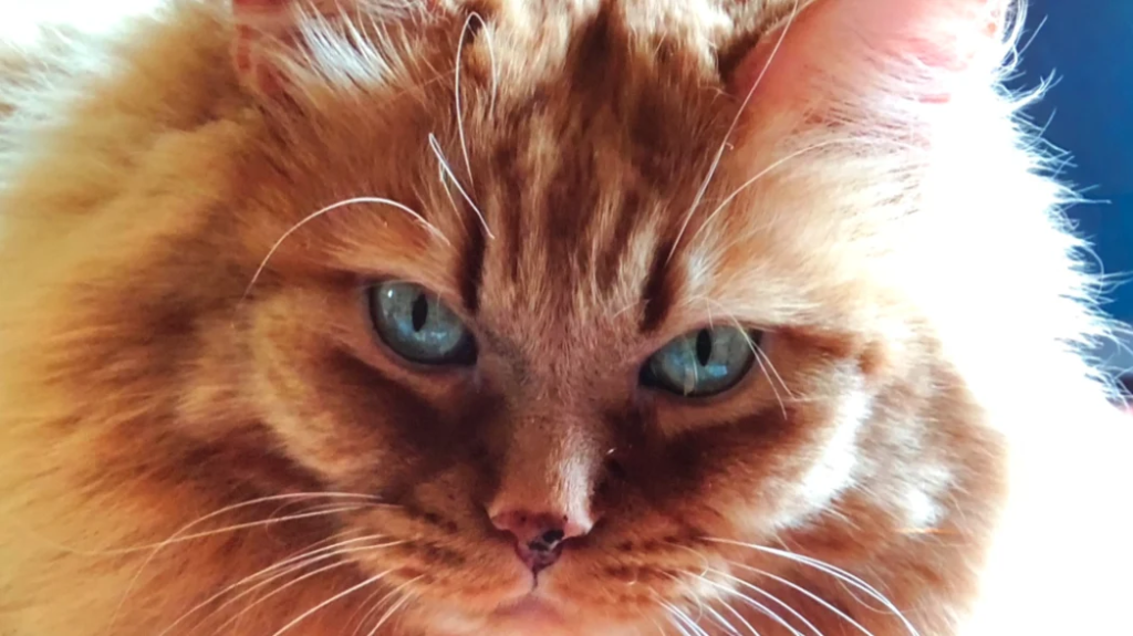 Mango the Big Orange Kitty Has a Few of His 9 Lives Saved
