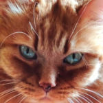 Mango the Big Orange Kitty Has a Few of His 9 Lives Saved