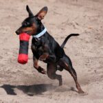 The Best 7 Miniature Pinscher Activity Trackers For 2026