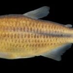 New species appears closely related to red eye tetra — Seriously Fish