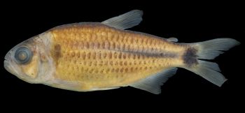 New species appears closely related to red eye tetra — Seriously Fish