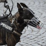 Muzzle Training: Why It’s Important & How to Do it