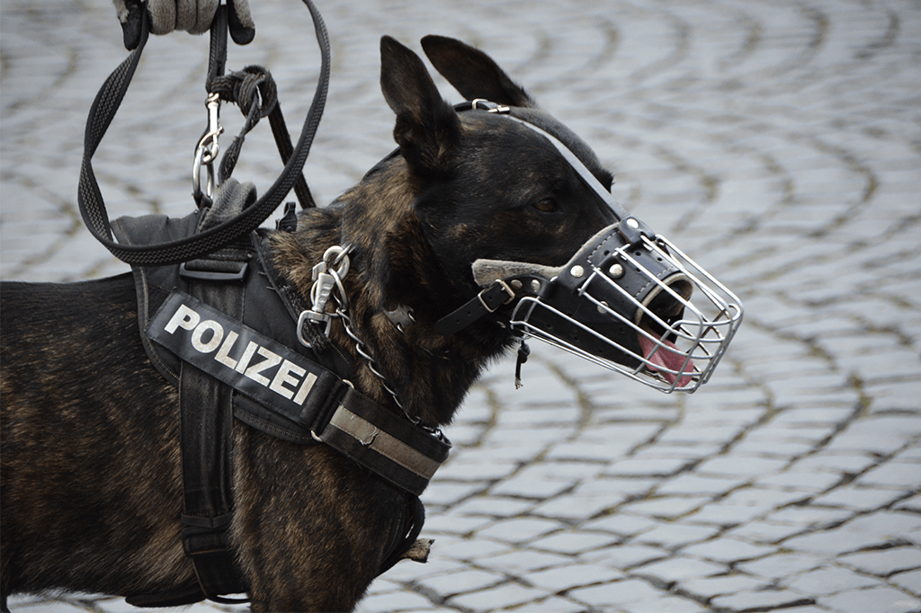 Muzzle Training: Why It’s Important & How to Do it