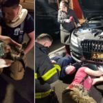 ‘Lincoln’ Finds A Scary Spot To Hide During Severe Storms And Ends Up Needing Some Help