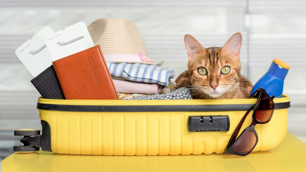 Cat Travel Quiz – July 2026