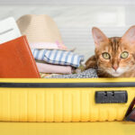 Cat Travel Quiz – July 2026