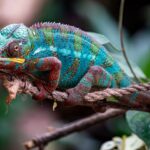 20 low-maintenance reptiles that make great pets