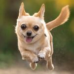10 smallest dog breeds (combination of height and weight)