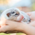 Newborn Puppy: What Are The First 24 Hours Like?