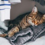 Lethargy in cats: Vet’s guide to symptoms, causes and treatment