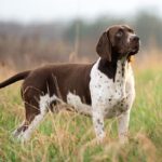 Old Danish Pointer