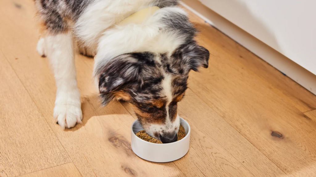 How to Transition Your Dog to a Freshly Crafted Diet – Open Farm