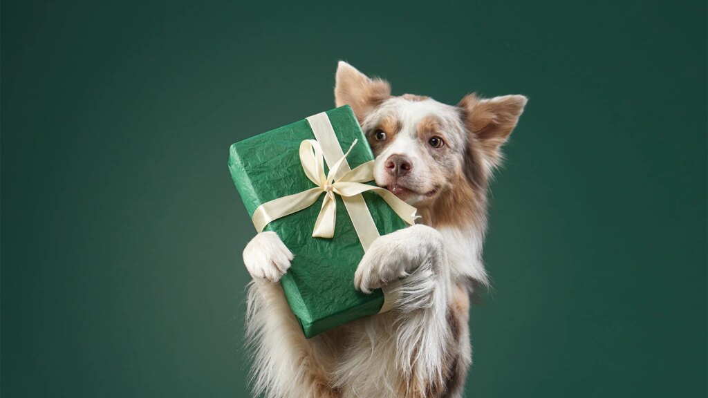 Best Gifts for Dogs – Open Farm