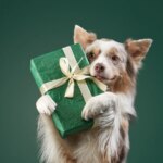 Best Gifts for Dogs – Open Farm