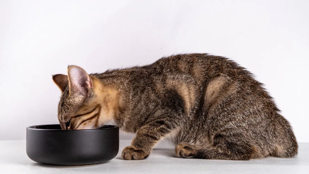 Free Feeding vs. Scheduled Feeding for Cats