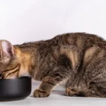 Free Feeding vs. Scheduled Feeding for Cats