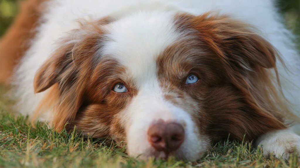 Prevent Pet Overfeeding: Signs & Prevention