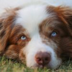 Prevent Pet Overfeeding: Signs & Prevention