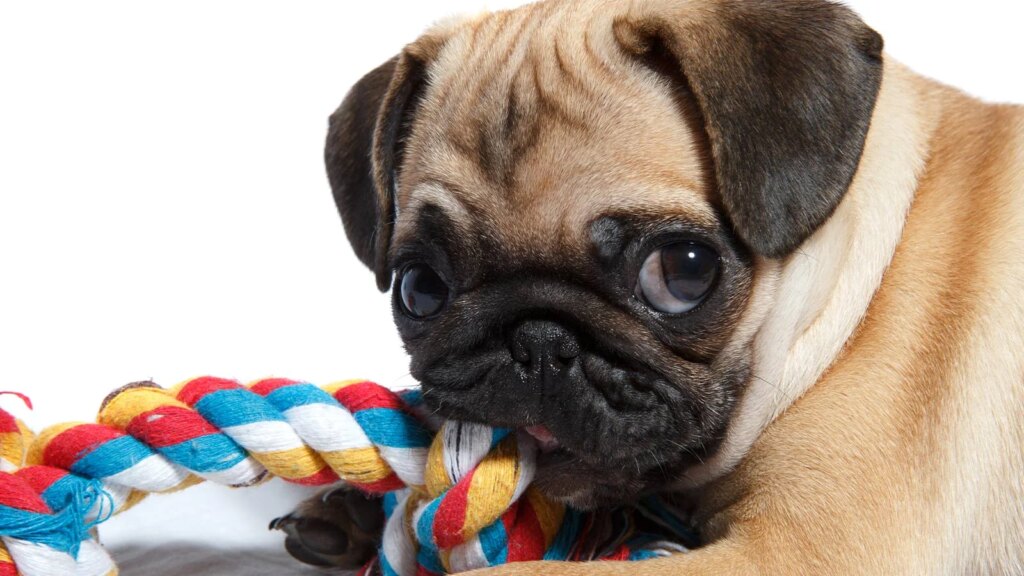 What is Good for a Teething Puppy?