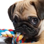 What is Good for a Teething Puppy?