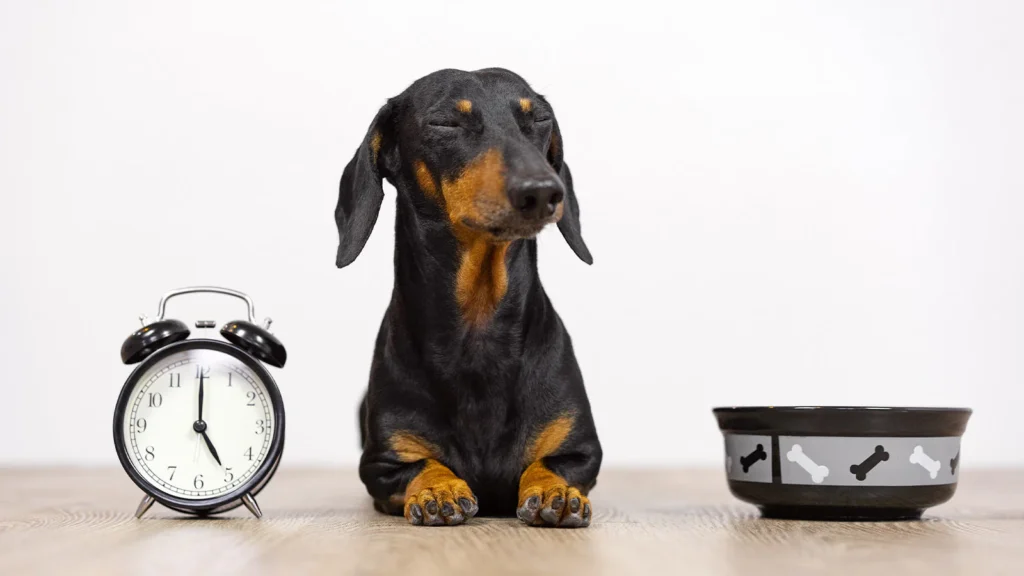 Why Mealtime is About More Than Just Food for Pets – Open Farm