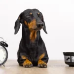 Why Mealtime is About More Than Just Food for Pets – Open Farm