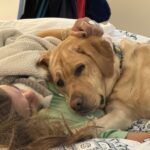 Snooping Pooch Sneaks a Snack of Eczema Cream