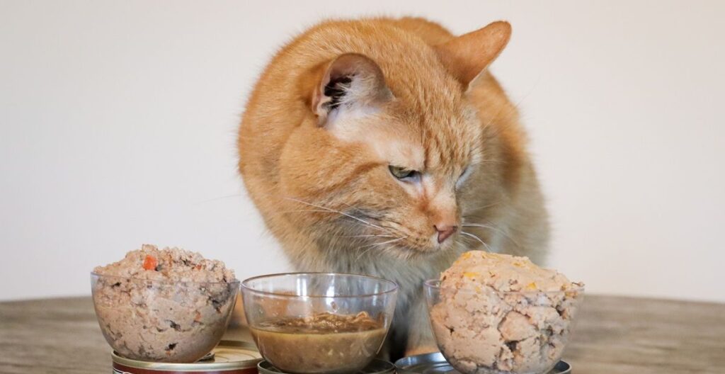 Why Do Cats Suddenly Stop Eating? New Study Reveals Their Sense of Smell May Be the Reason