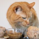 Why Do Cats Suddenly Stop Eating? New Study Reveals Their Sense of Smell May Be the Reason