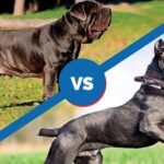 Neapolitan Mastiff vs. Cane Corso: The Main Differences (With Pictures)