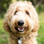 A third of dog owners ignore dog dental health signs, new study says