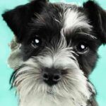 Parti Miniature Schnauzer – Is It The Patchy Dog For You?
