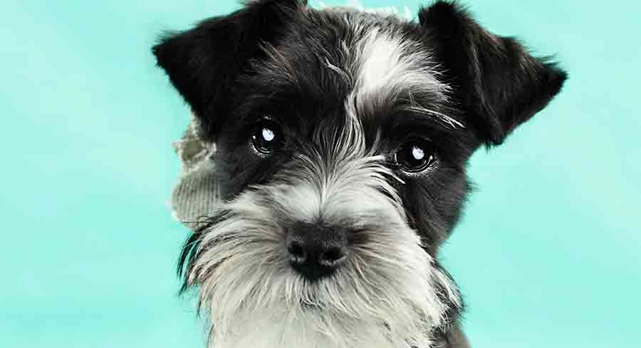 Parti Miniature Schnauzer – Is It The Patchy Dog For You?