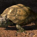 New Patagoniaemys Horned Turtle Species From Late Cretaceous Period Discovered