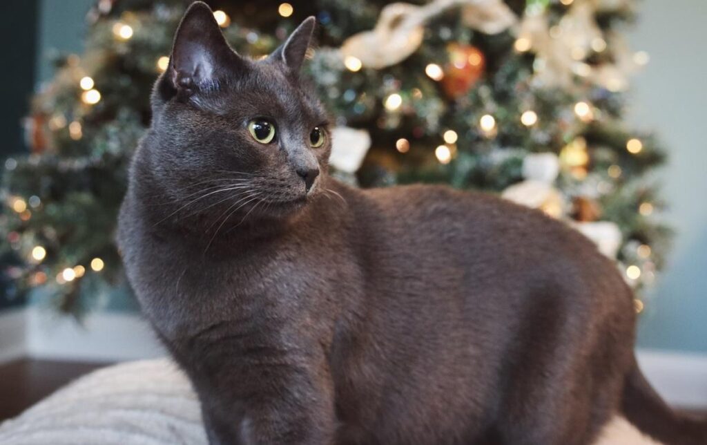 12 Patriotic Cat Gifts for America’s 250th Birthday