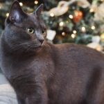 12 Patriotic Cat Gifts for America’s 250th Birthday