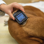Continuous Glucose Monitor Use in Small Animal Medicine