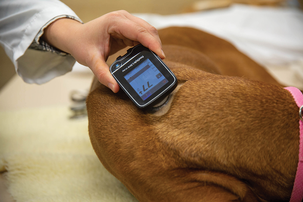 Continuous Glucose Monitor Use in Small Animal Medicine