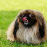 Is the Pekingese the Right Fit for Your Lifestyle?