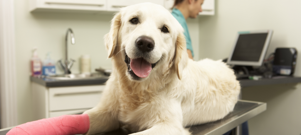 Pet Cancer Awareness: Signs, Prevention, and Treatment Options