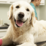 Pet Cancer Awareness: Signs, Prevention, and Treatment Options